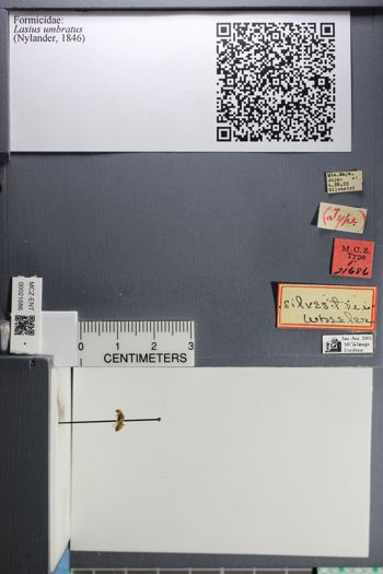 Media type: image;   Entomology 21686
